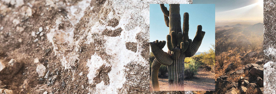 Towering saguaro cactus stands tall in South Mountain Park’s desert landscape, framed by rocky terrain and golden sunlight.