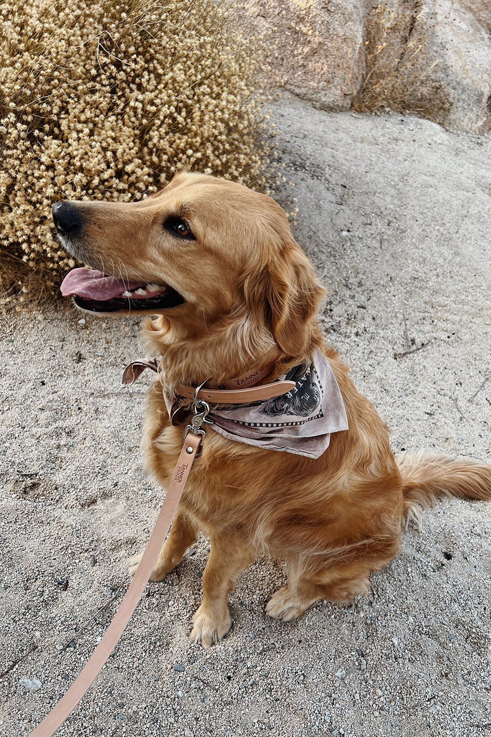 Natural classic canine collar on a golden retriever, with a matching leash and patterned bandana, sitting on sand.
