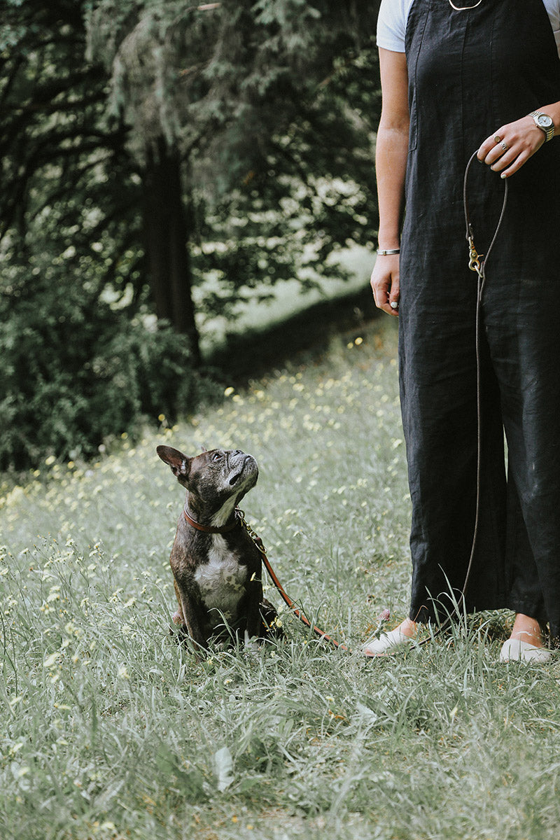 Natural leather convertible canine lead with brass hardware, held by a person next to a brindle French Bulldog in a grassy field.