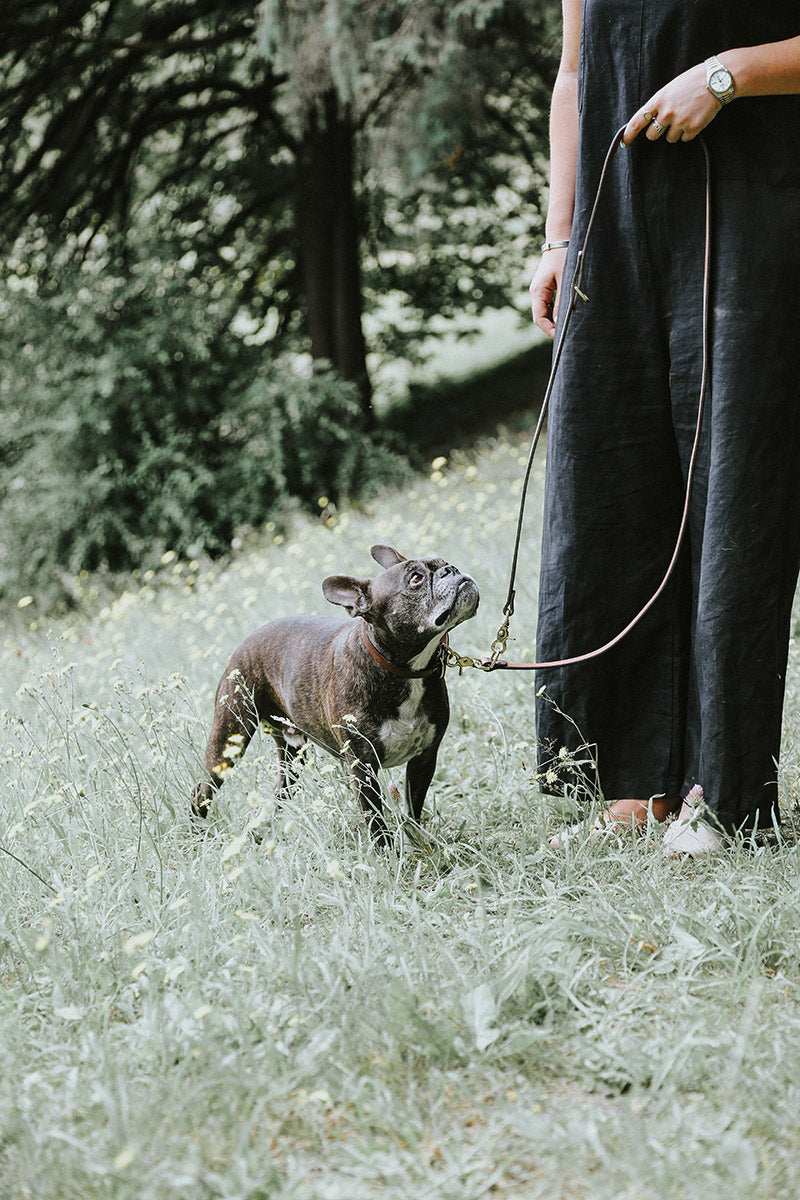 Black Convertible Canine Lead attached to a brindle French Bulldog's collar, held by a person in a grassy field.