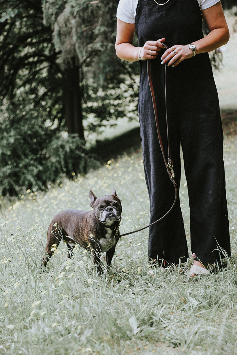 Saddle tan convertible canine lead held by a person walking a dark brown dog in a grassy field.