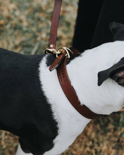 Cognac leather canine collar with "TANNER GOODS" embossing and brass hardware, on a black and white dog with an attached leash.